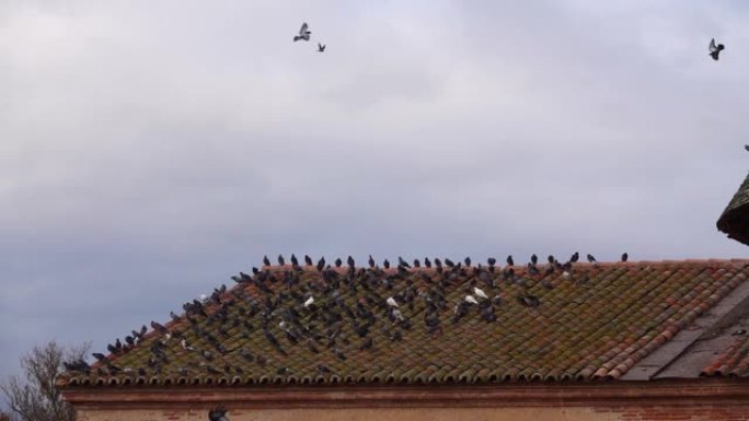 屋顶上的鸽子或鸽子