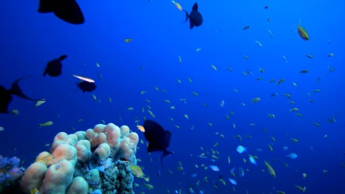 热带水下景观海鱼海洋馆游动深海大海海洋