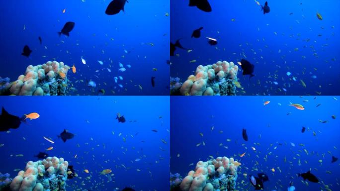 热带水下景观海鱼海洋馆游动深海大海海洋