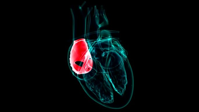 心脏解剖左心房医学概念3D