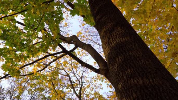 秋天的树木，树枝和树叶的自下而上的视图，多莉射击