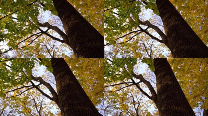 秋天的树木，树枝和树叶的自下而上的视图，多莉射击