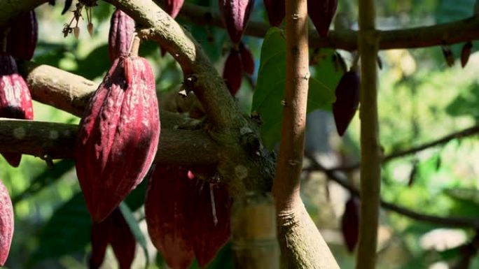 可可树 (Theobroma Cacao)。自然界中的有机可可果荚。