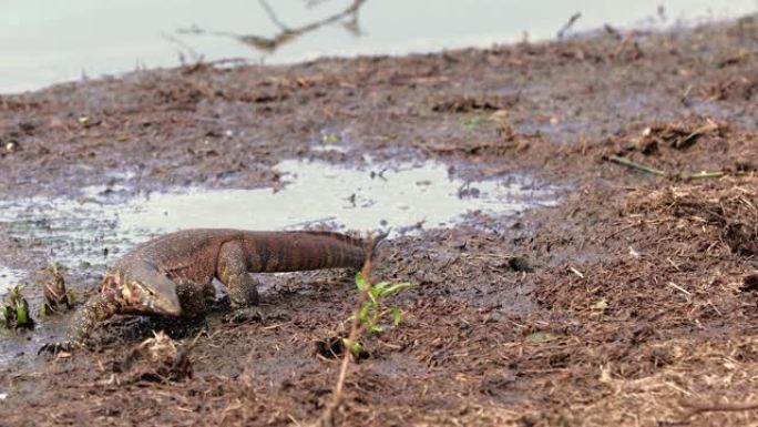 南非的巨蜥。蜥蜴在水面附近的地面上-特写-爬行动物概念