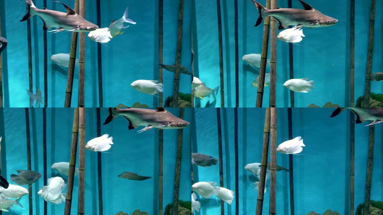 水族馆。蓝色背景。竹子。白鱼游泳，小鲨鱼