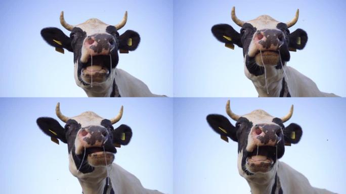 黑白牛的特写咀嚼草胶，慢动作。蓝天背景上的牛头。农场上的奶牛