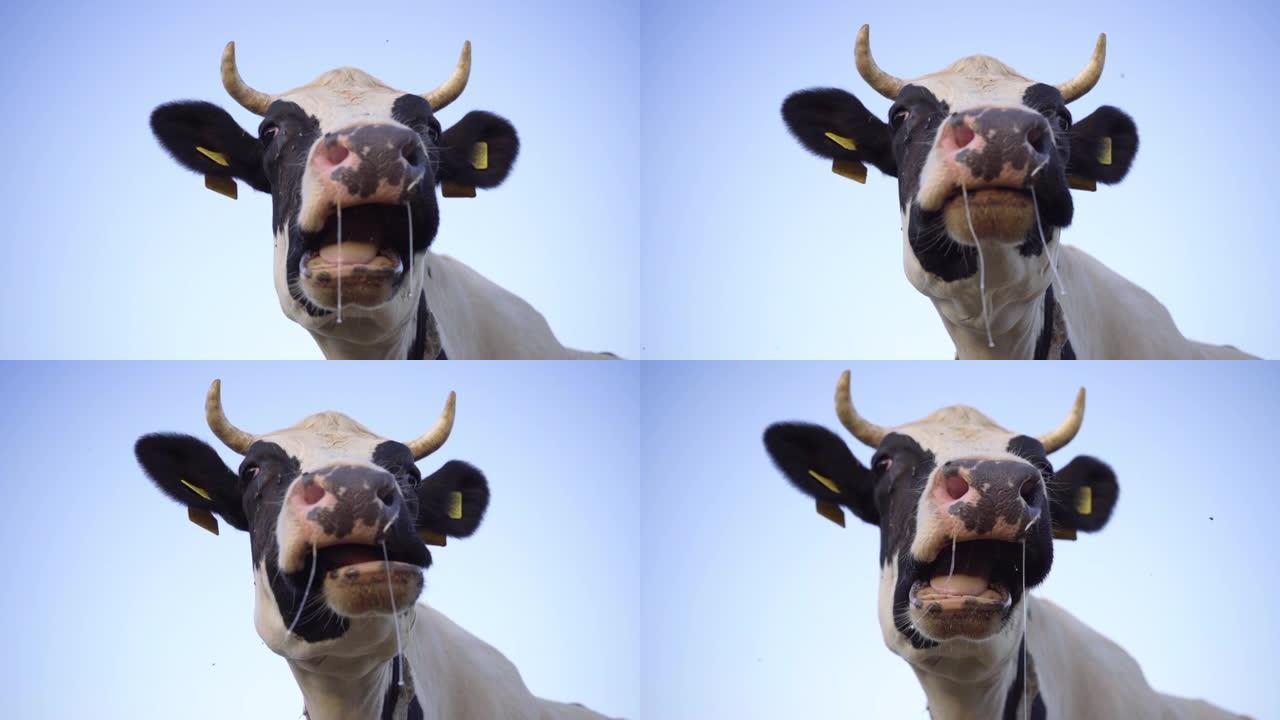 黑白牛的特写咀嚼草胶，慢动作。蓝天背景上的牛头。农场上的奶牛