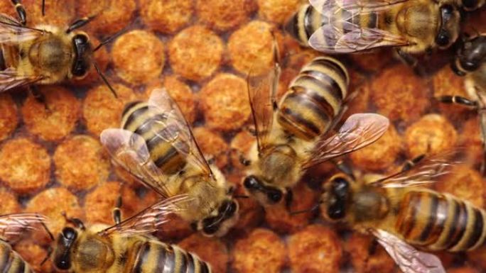 加盖工人育雏，密封育雏，蜜蜂幼虫和卵。蜜蜂群体