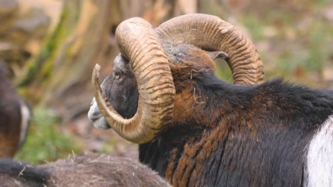 大角羊mouflon的特写