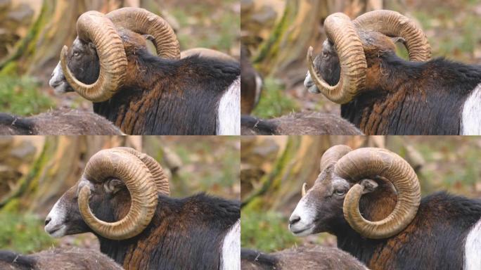 大角羊mouflon的特写