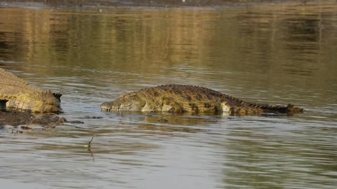 从水中出现的尼罗鳄 (Crocodylus niloticus)，南非克鲁格国家公园