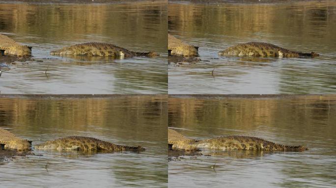 从水中出现的尼罗鳄 (Crocodylus niloticus)，南非克鲁格国家公园