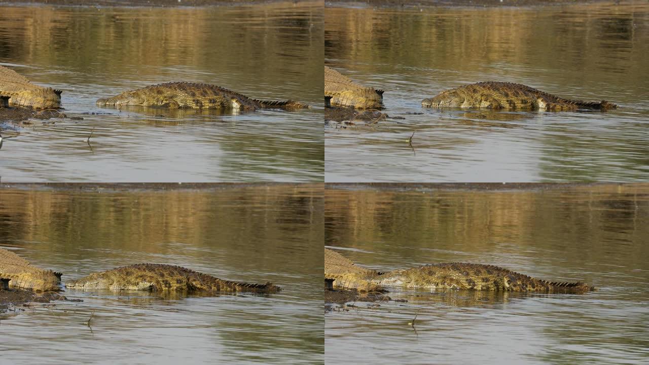 从水中出现的尼罗鳄 (Crocodylus niloticus)，南非克鲁格国家公园