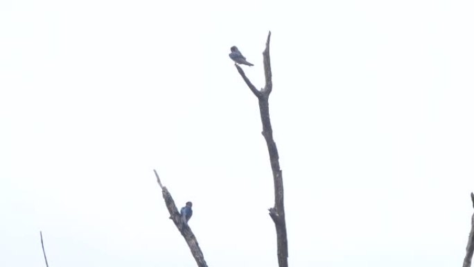 谷仓燕子 (Hirundo rustica) -俄罗斯沃罗涅日