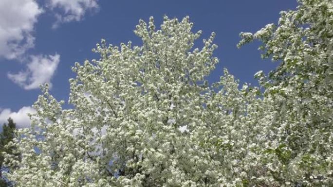 苹果树白色的花