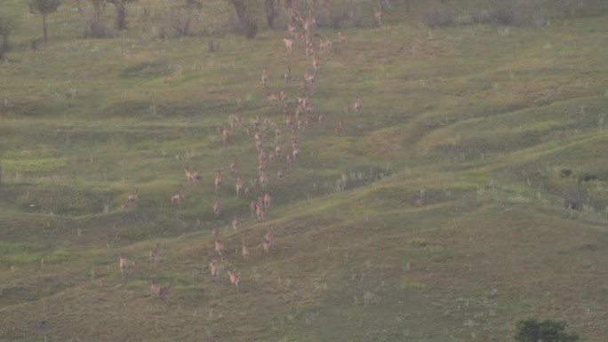 奔跑的马鹿组 (Cervus elaphus)，俄罗斯