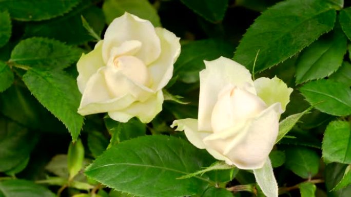 白玫瑰花生长的时间流逝
