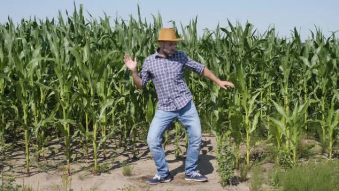 快乐的男性农民在玉米地跳舞享受。男子工人庆祝有趣的病毒舞蹈自由。兴奋地庆祝成功，成就跳舞。有创造力的