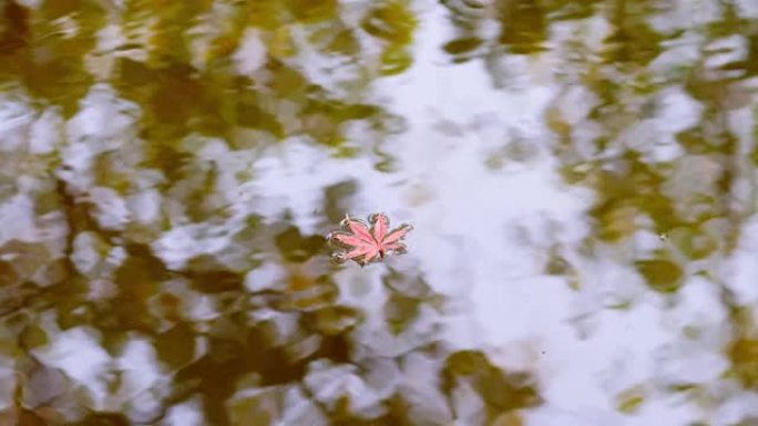 单红枫叶漂浮在宁静的湖面上，在水中有森林反射，4k镜头，秋季概念。