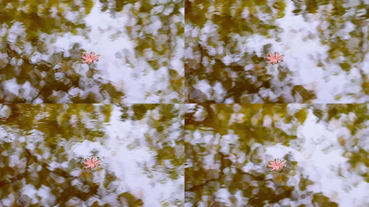 单红枫叶漂浮在宁静的湖面上，在水中有森林反射，4k镜头，秋季概念。
