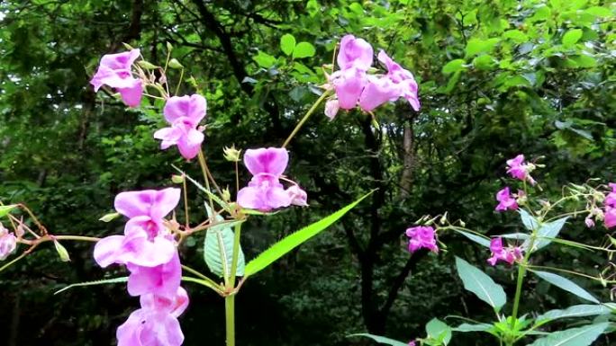 喜马拉雅香脂 (凤仙花) 上的大黄蜂开花。