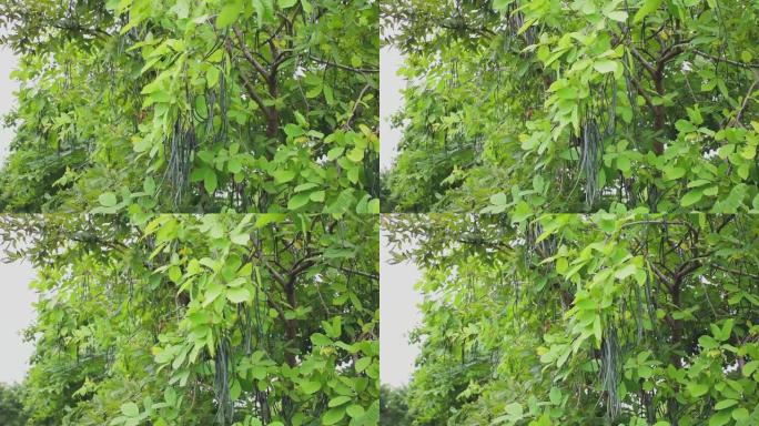 amaltas树木的叶子和果实在空气中移动的特写镜头