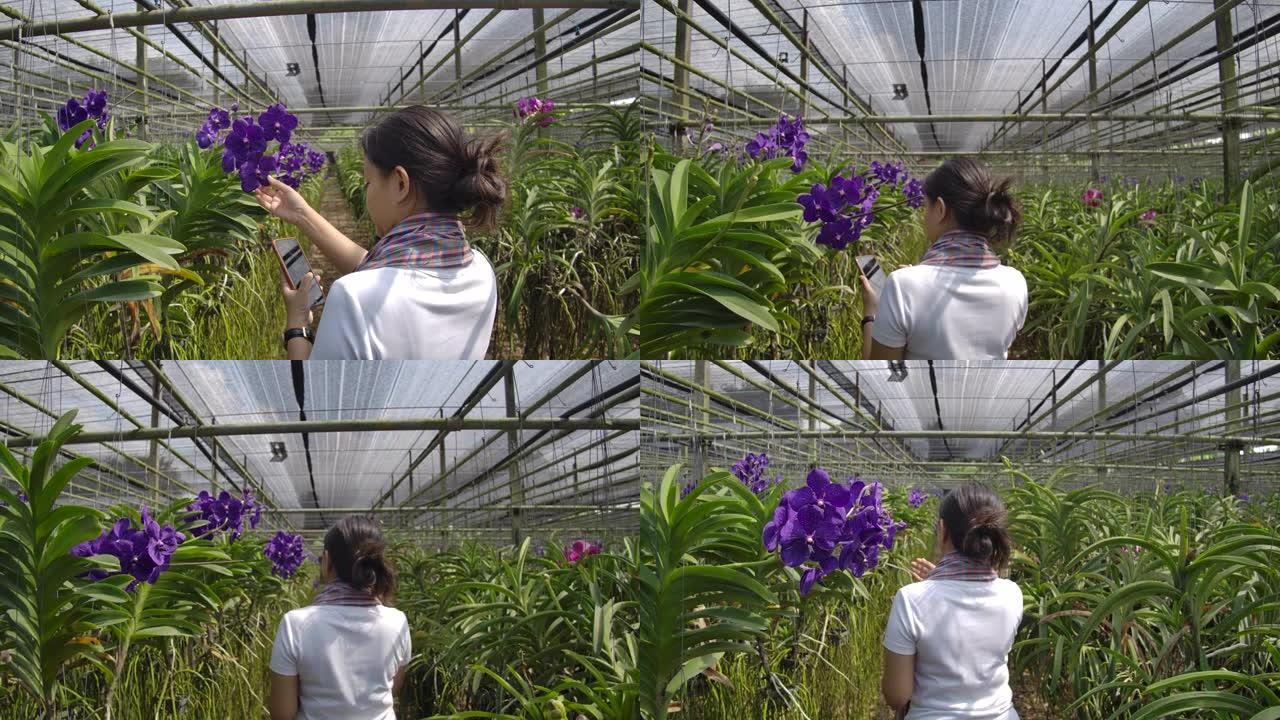 园丁兰花的慢动作镜头亚洲妇女正在照顾花卉兰花植物农场小企业，后视镜头