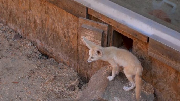 耳廓狐Vulpes zerda是一种小的夜间狐狸，耳朵异常大，也可以散热。最小的犬科动物，作为异国情
