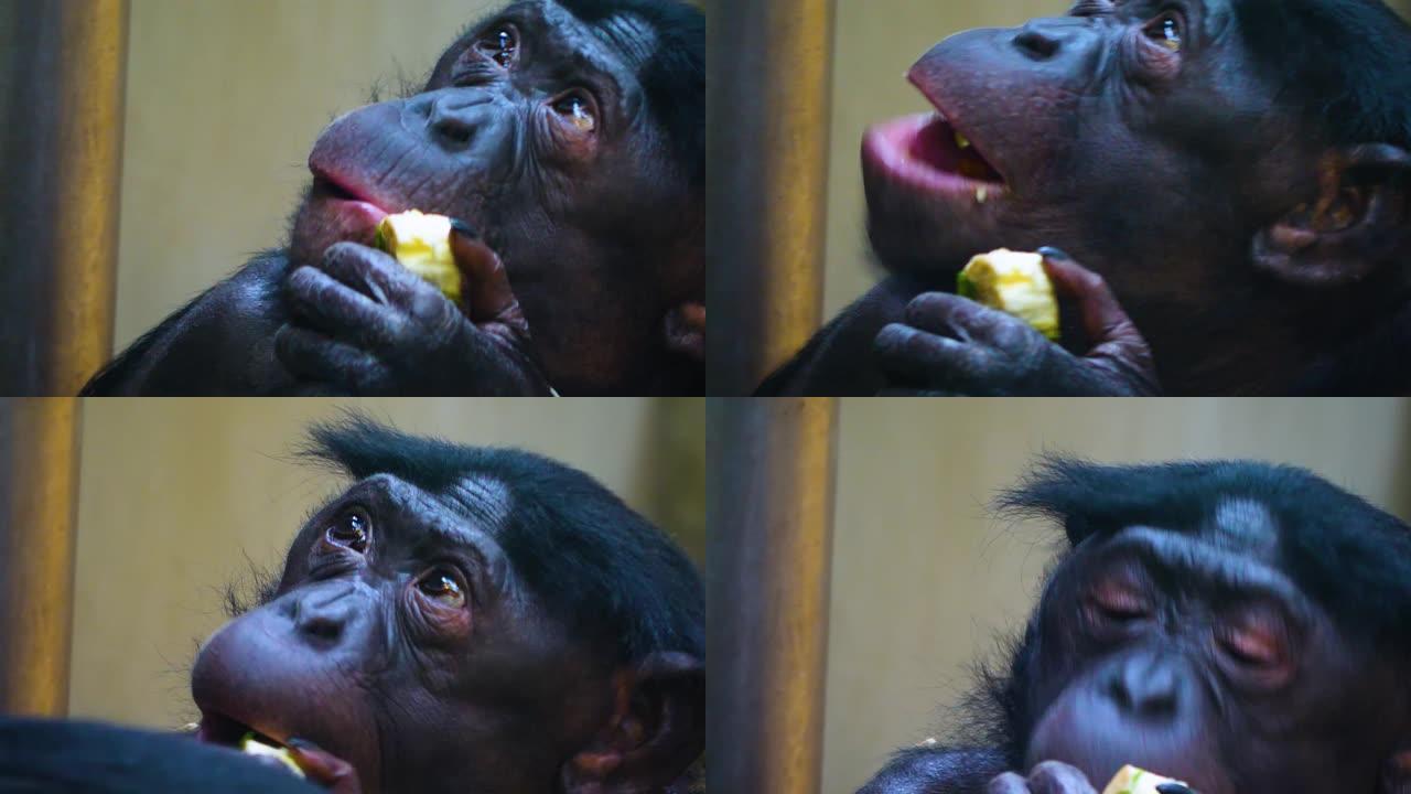 倭黑猩猩脸的特写