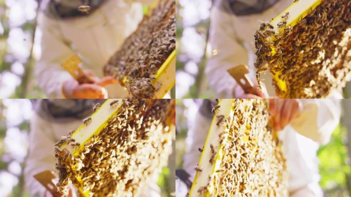 第一个计划重点是: 蜂巢框架上有蜂巢和很多蜜蜂。空中有些蜜蜂。第二个计划模糊不清: 男性养蜂人穿着白