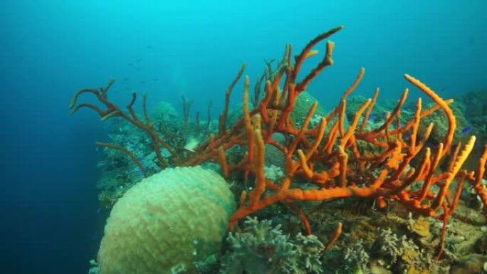 楚克群岛特鲁克泻湖海床水下沉船上的珊瑚。