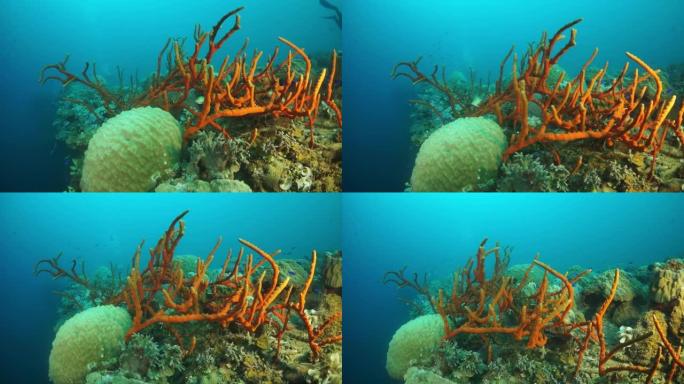 楚克群岛特鲁克泻湖海床水下沉船上的珊瑚。