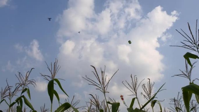 空中风筝比赛，印度尼西亚爪哇中部的布罗拉