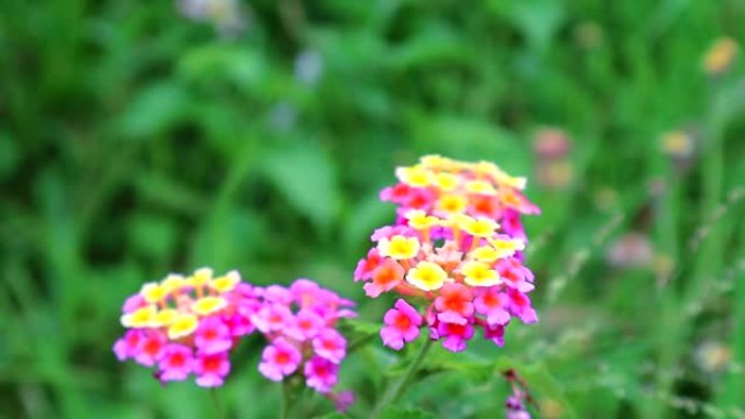 粉色黄色马tana camara花园中各种颜色的花朵都有绿叶背景2