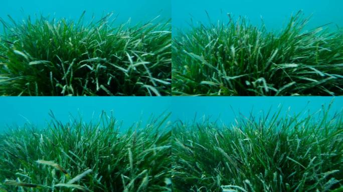 蓝色水背景上的海洋草带状疱疹的密集灌木丛。摄像机向左侧移动。常见的鳗草、海堤或矮鳗草。亚得里亚海，黑