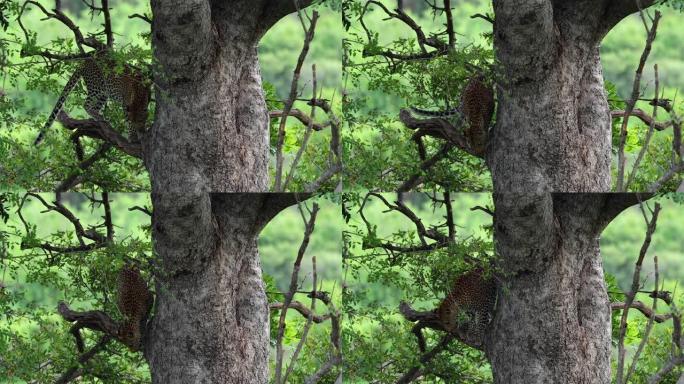 豹子从南非的一棵长满树叶的树上下来 -- 生活在大自然中的动物概念