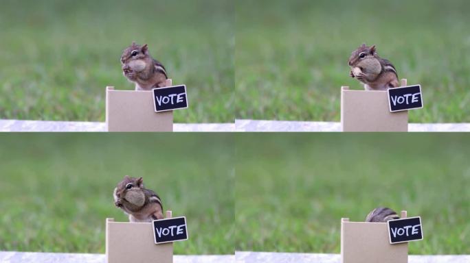 花栗鼠一般的投票亭选举概念花生投票