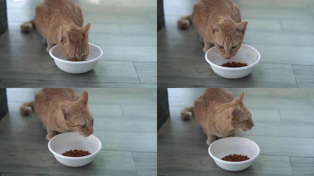 红猫吃碗里的干粮。