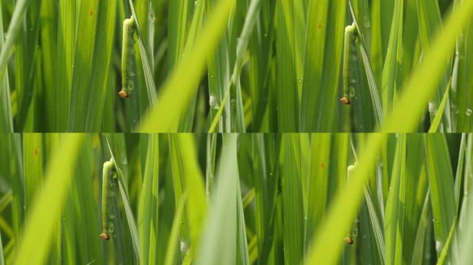 绿虫依附在稻叶上，在风和早晨的阳光下摇曳
