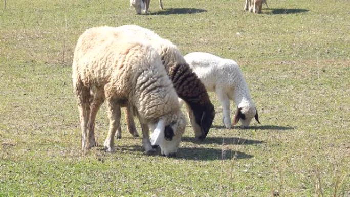户外农场的绵羊吃草觅食食物