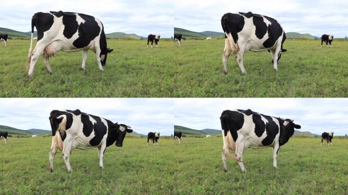 草原上的牛吃草养牛场天然牧场奶牛吃草