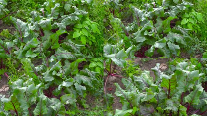 花园里生长着红色甜菜。绿芽，全景。