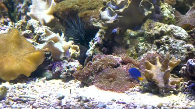 特写。两条黄色尾巴的蓝色小鱼在海葵周围迅速游动。