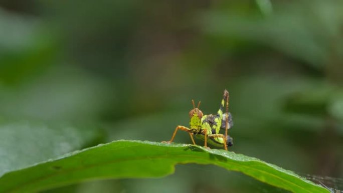 热带雨林绿叶上的绿斑猴蚂蚱。