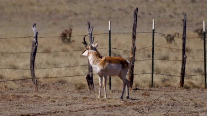 羚羊雄鹿高温热浪栅栏围栏自然保护区