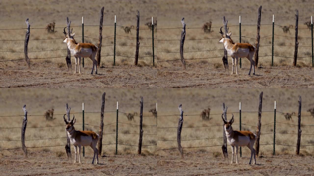 羚羊雄鹿高温热浪栅栏围栏自然保护区