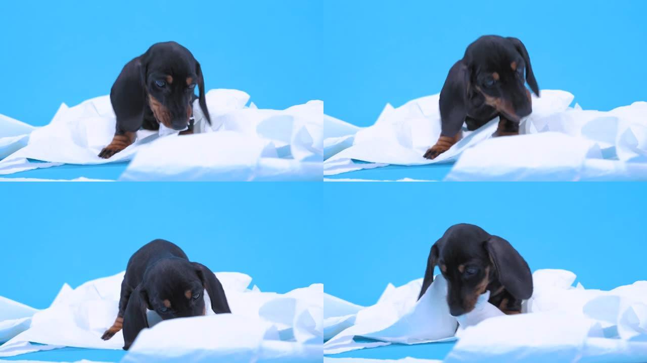 淘气的腊肠犬小狗偷了卫生纸，被缠住了，啃着战利品试图吃掉它。多动的幼犬独自呆在家里，因为长出发痒的尖