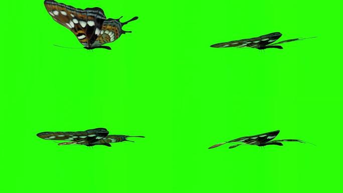 异国蝴蝶绿屏3d渲染动画。