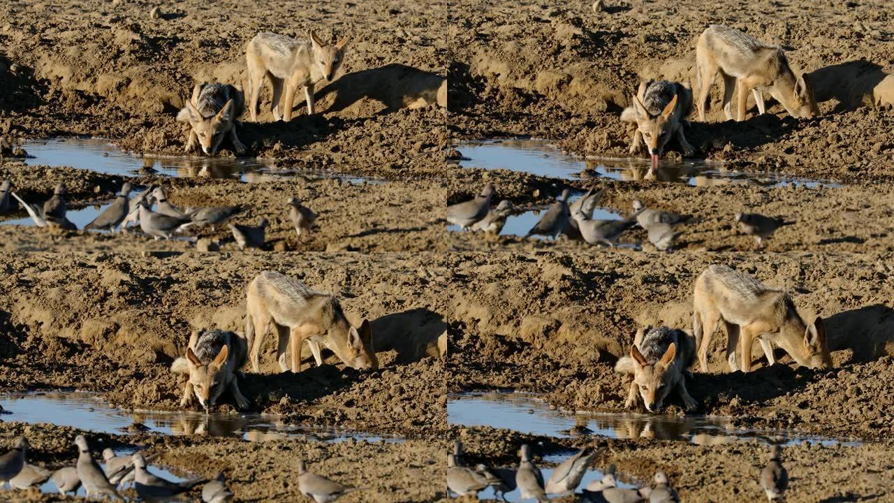 黑背胡狼在观看南非卡拉哈里沙漠海角斑鸠时喝水