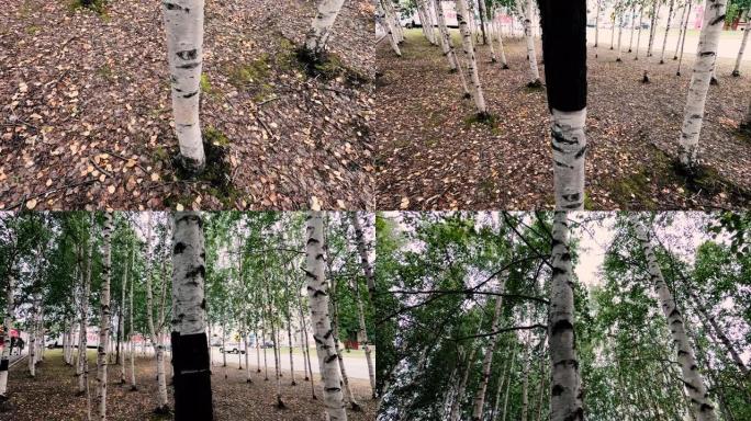 西伯利亚桦树。树干没有树皮。角度是从下往上。